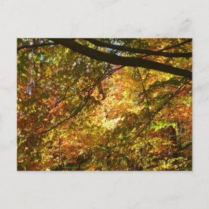 Blauwe herfst Natuur Briefkaart