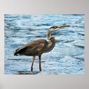Blauwe Heron in blauw water Poster