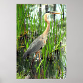 Blauwe Heron in de krant Reeds Poster (Voorkant)