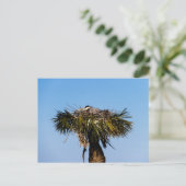 Blauwe Heron Vogel Nest Boom Foto Briefkaart (Staand voorkant)