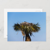 Blauwe Heron Vogel Nest Boom Foto Briefkaart (Voorkant / Achterkant)