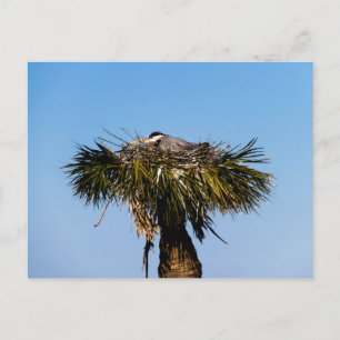 Blauwe Heron Vogel Nest Boom Foto Briefkaart