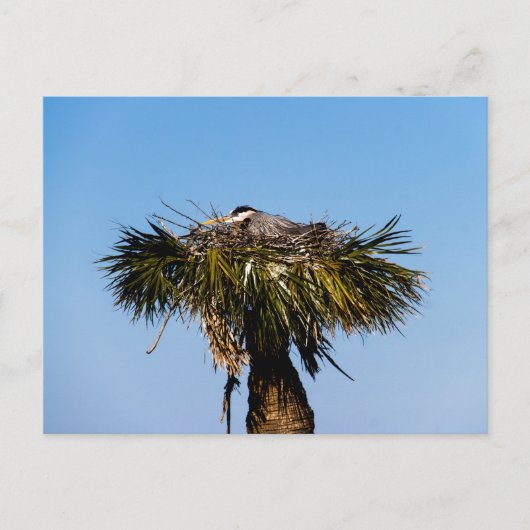 Blauwe Heron Vogel Nest Boom Foto Briefkaart (Voorkant)