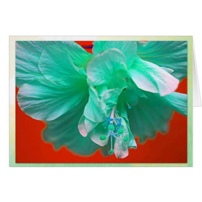 Blauwe hibiscus (Voorkant Horizontaal)