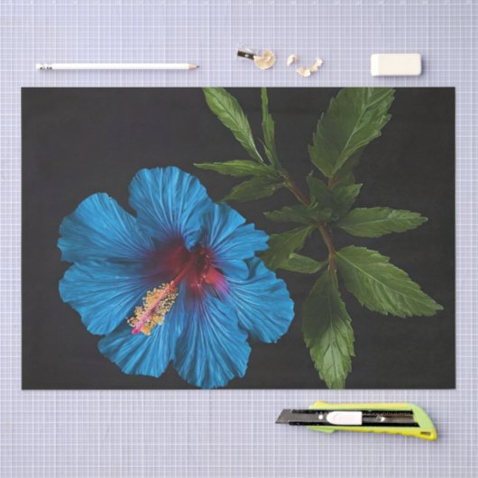 Blauwe hibiscus bloem op zwart, decoupage tissuepapier (Craft)