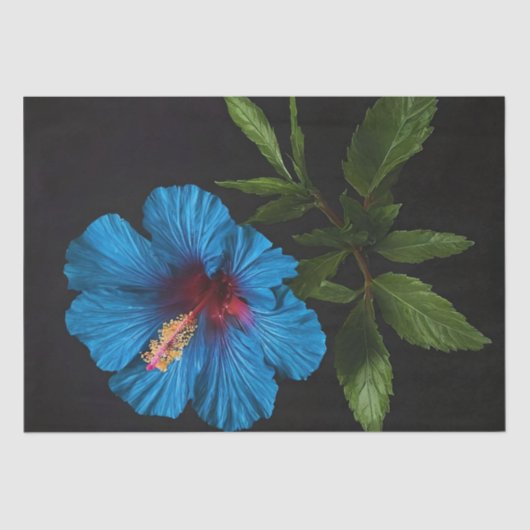 Blauwe hibiscus bloem op zwart, decoupage tissuepapier (Voorkant)