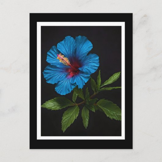 Blauwe Hibiscusbloem Op Zwart,  Briefkaart (Voorkant)