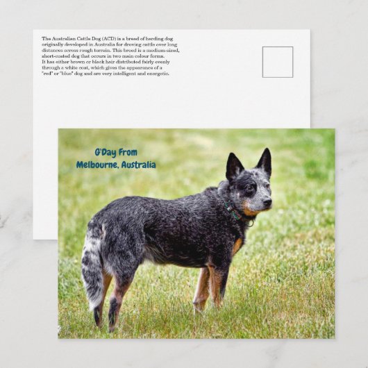 blauwe hondshond briefkaart (Voorkant / Achterkant)