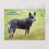 blauwe hondshond briefkaart (Voorkant)