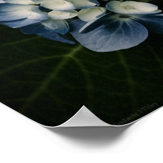 Blauwe Hortensia 8514 Print (Hoek)