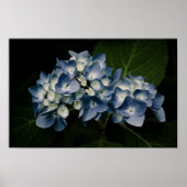 Blauwe Hortensia 8514 Print (Voorkant)