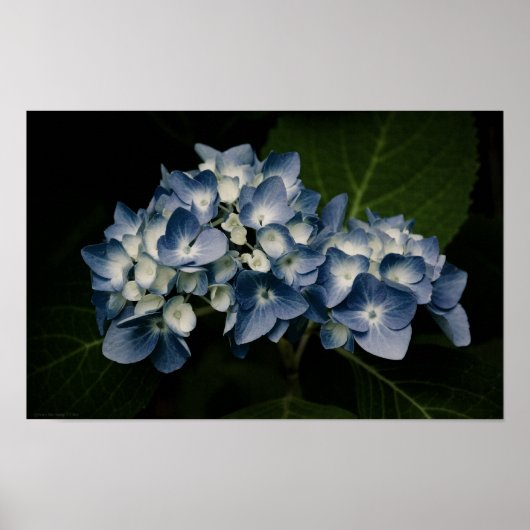 Blauwe Hortensia 8514 Print (Voorkant)