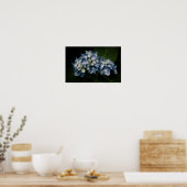 Blauwe Hortensia 8514 Print (Keuken)