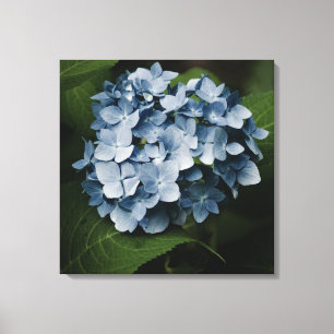 Blauwe Hortensia 8515 Ingepakt Canvas Afdruk