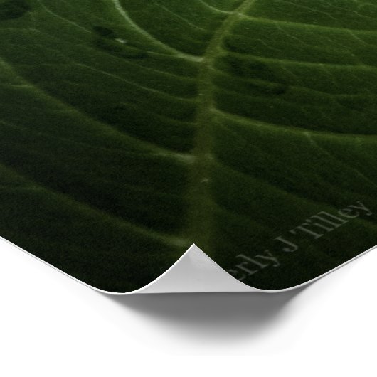 Blauwe Hortensia 8515 Print (Hoek)