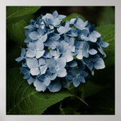 Blauwe Hortensia 8515 Print (Voorkant)