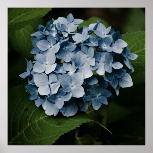 Blauwe Hortensia 8515 Print (Voorkant)
