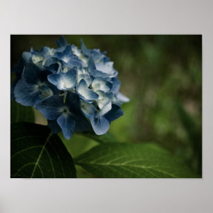 Blauwe Hortensia 8519 Print