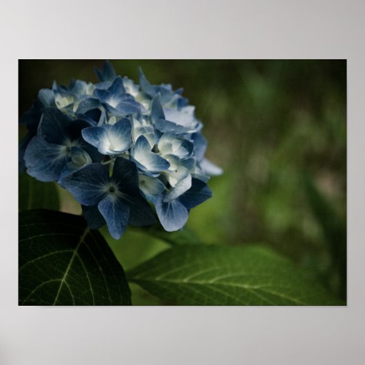 Blauwe Hortensia 8519 Print (Voorkant)