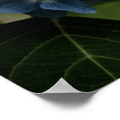 Blauwe Hortensia 8519 Print (Hoek)