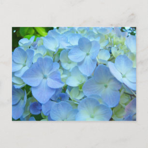 Blauwe Hortensia Bloemen ansichtkaarten Bloemkaart Briefkaart