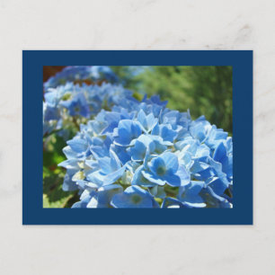 Blauwe Hortensia Bloemen ansichtkaarten Voeg Uw Te Briefkaart