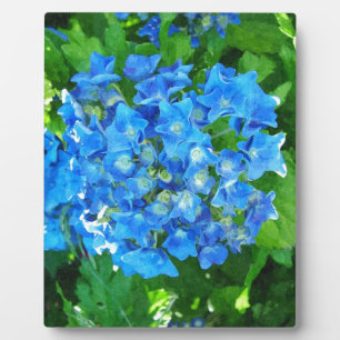 Blauwe hortensia bloemen. Bloemfotografie. Fotoplaat
