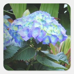 Blauwe Hortensia Bloemen Bloemisterij Natuur Fotog Vierkante Sticker