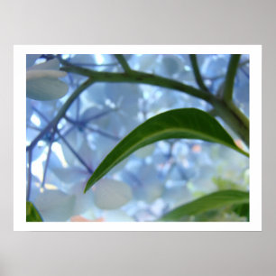 Blauwe Hortensia Bloemen Fijne Kunst Prints Bloeme