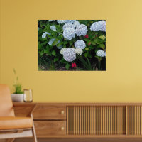 Blauwe Hortensia Bloemen in Zomer Tuin