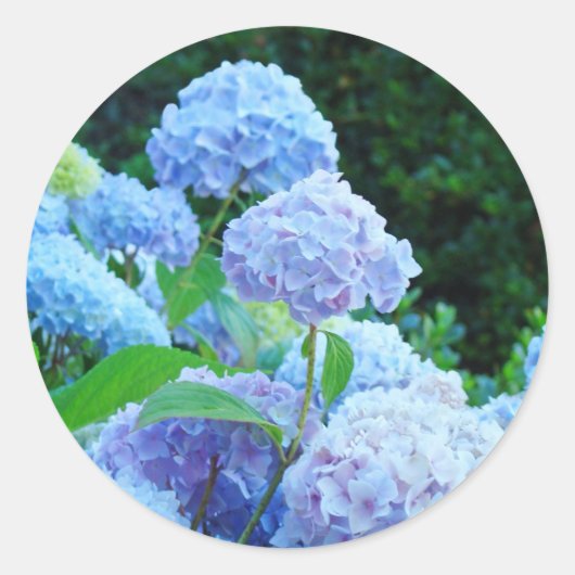Blauwe Hortensia Bloemen stickers Zomer Tuin (Voorkant)
