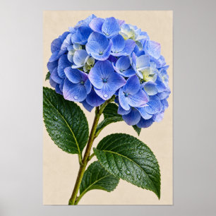 Blauwe Hortensia Bloemstuk Muurkunst Poster
