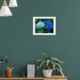 Blauwe Hortensia Bloesems Bloem Fotografisch Poster