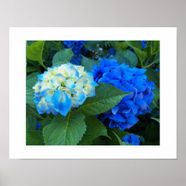 Blauwe Hortensia Bloesems Bloem Fotografisch Poster