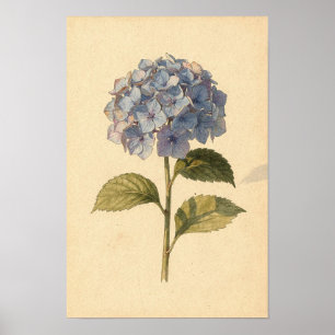 Blauwe Hortensia Botanische Studie op Ivoor Poster