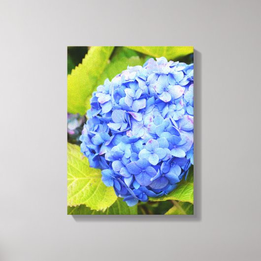 Blauwe hortensia canvas afdruk (Voorkant)