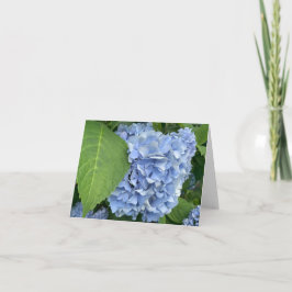 Blauwe hortensia (hortensia macrophylla) kaart