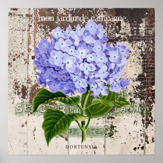Blauwe hortensia op rustieke achtergrond poster (Voorkant)