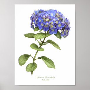 Blauwe Hortensia Originele Kunstprint Poster