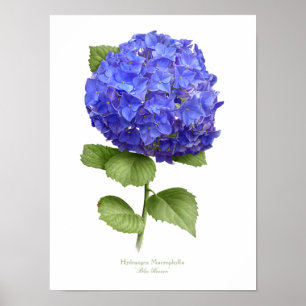 Blauwe Hortensia Originele Kunstprint Poster