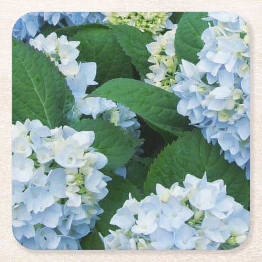 Blauwe Hortensia Papieren Onderzetters (Voorkant)