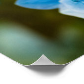 Blauwe Hortensia Poster (Hoek)