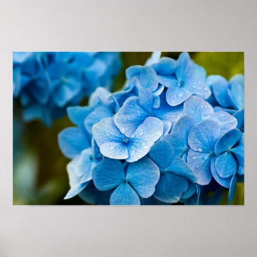 Blauwe Hortensia Poster (Voorkant)