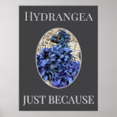 Blauwe Hortensia Poster (Voorkant)