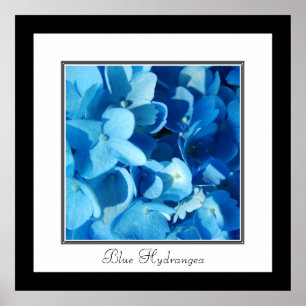 Blauwe Hortensia Poster