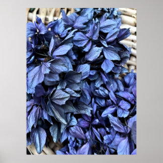 Blauwe Hortensia Poster