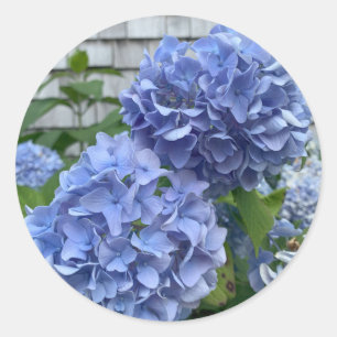 Blauwe hortensia's (Hydrangea macrophylla) sticker