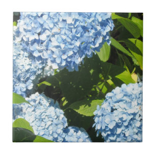 Blauwe Hortensia's in de Zon Tegeltje