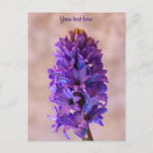 Blauwe Hyacint Ansichtkaart Briefkaart (Voorkant)