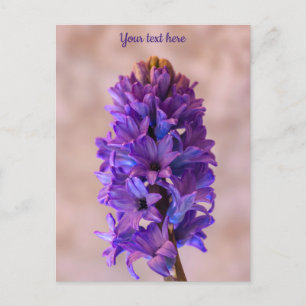 Blauwe Hyacint Ansichtkaart Briefkaart